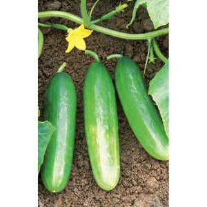 Diva Hybrid Cucumbers