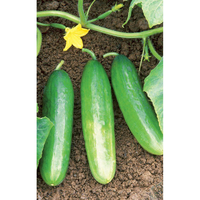 Diva Hybrid Cucumbers