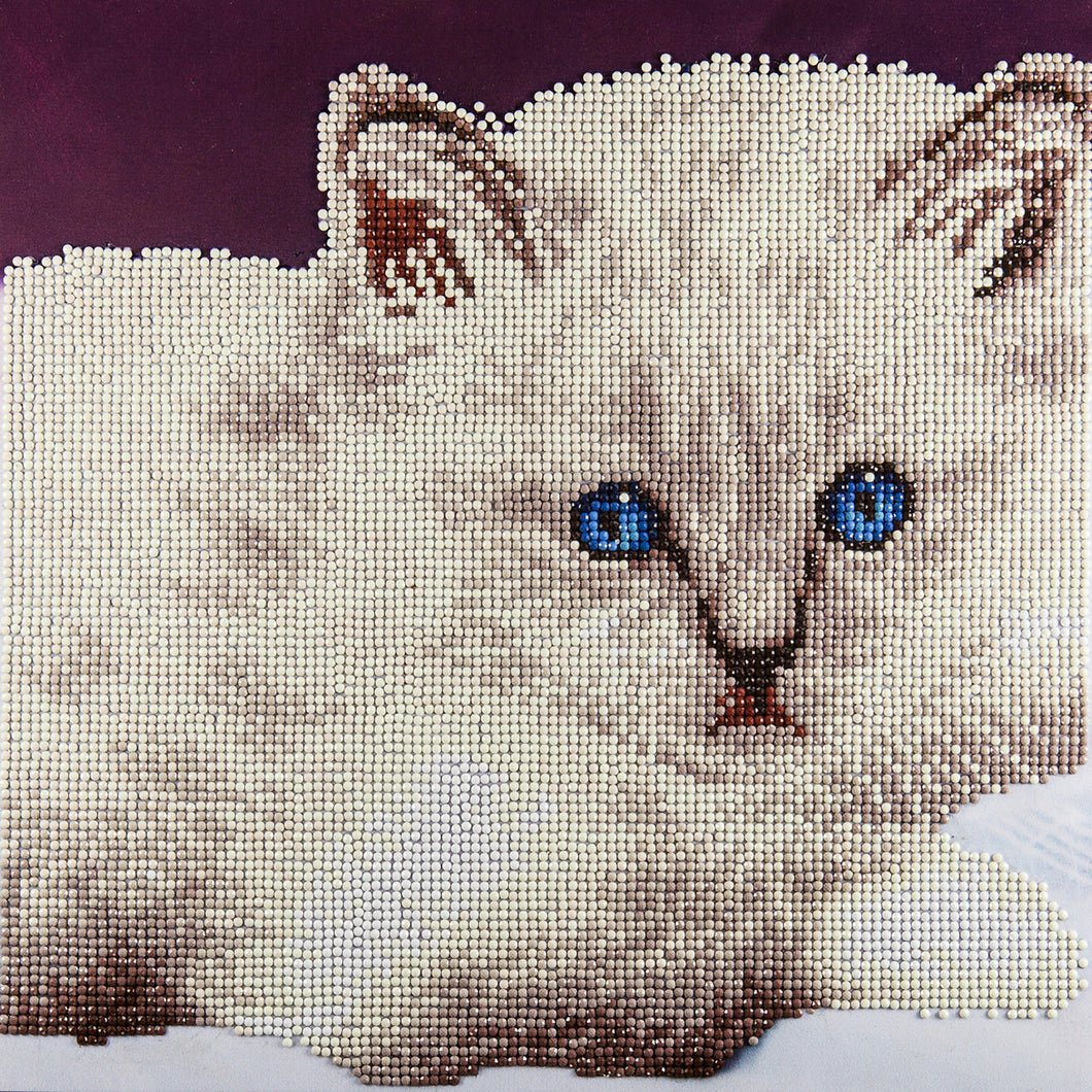 Intermediate Diamond Art Kit White Cat