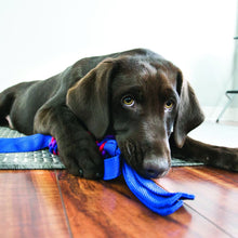 Dog chewing on toy