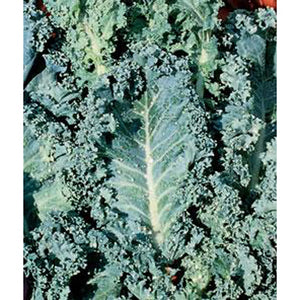 Dwarf Blue Curled Kale