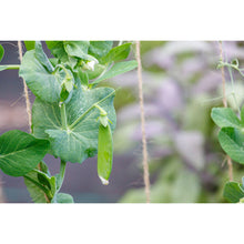 Dwarf white blossom sugar peas