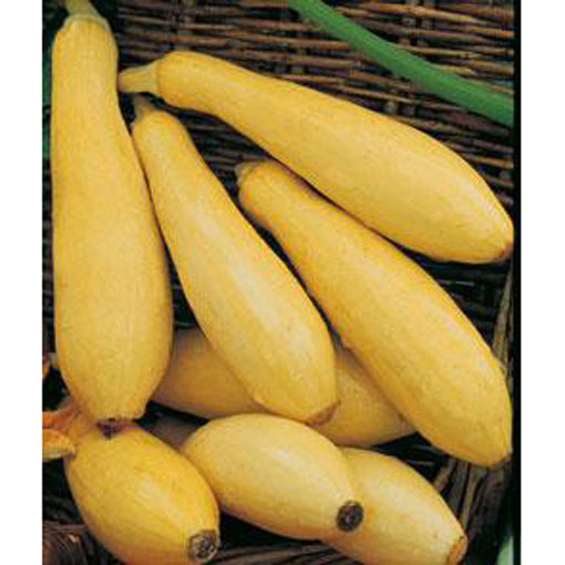 Yellow squash