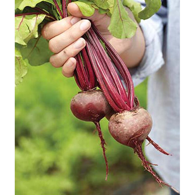 Early Wonder beets