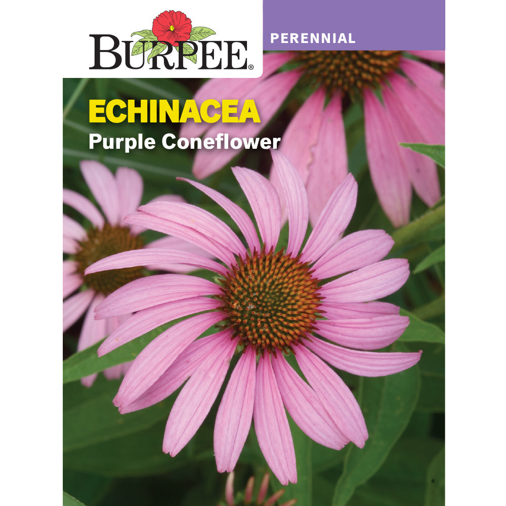 Purple echinacea flowers