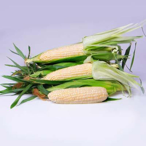 Eden White Sweet Corn