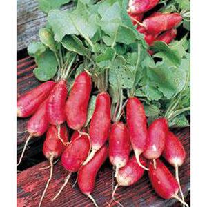 Purchase French Breakfast radishes here
