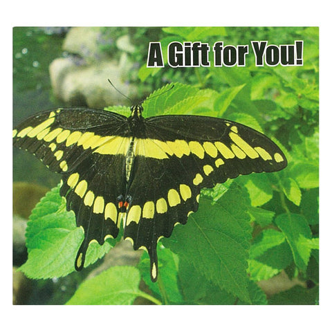 Good's Store Gift Card in a Butterfly and Green Leaves Holder