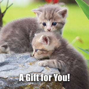 Good's Store Gift Card in Kittens Holder