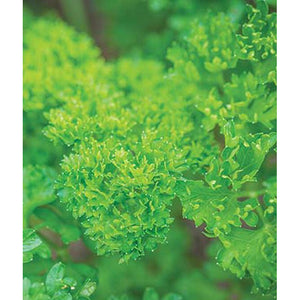 Green Pearl Parsley