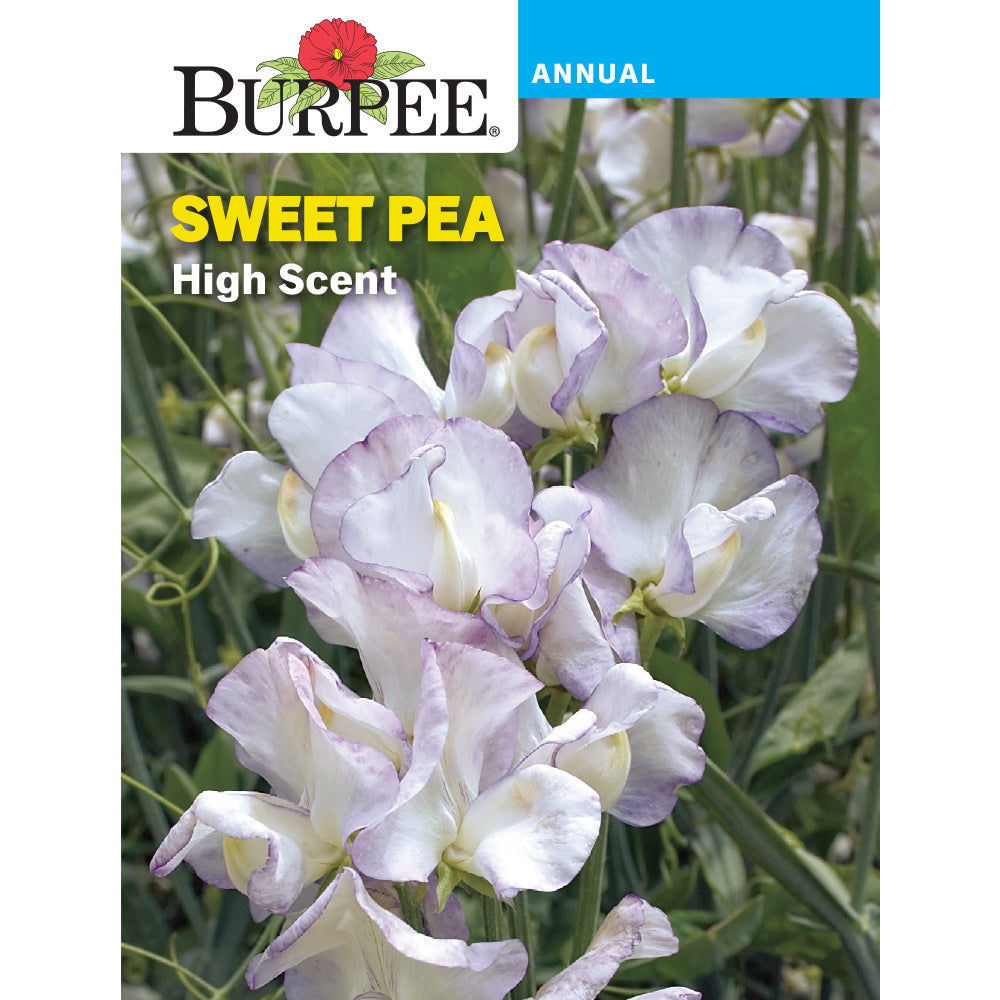 Sweet Pea High scent