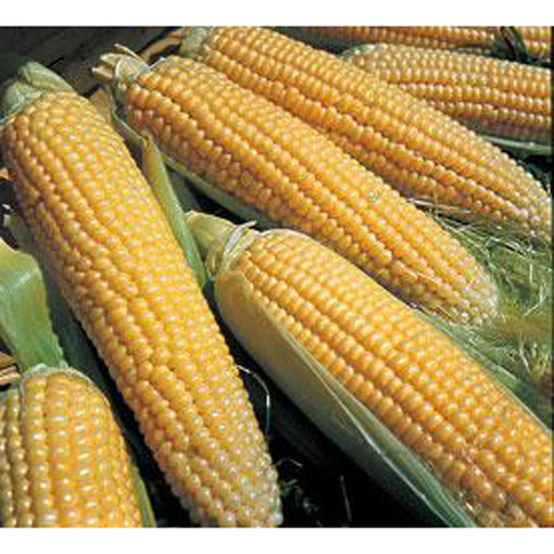 Rohrer Iochief Sweet Corn Seed 1/2 lb 9922002 – Good's Store Online