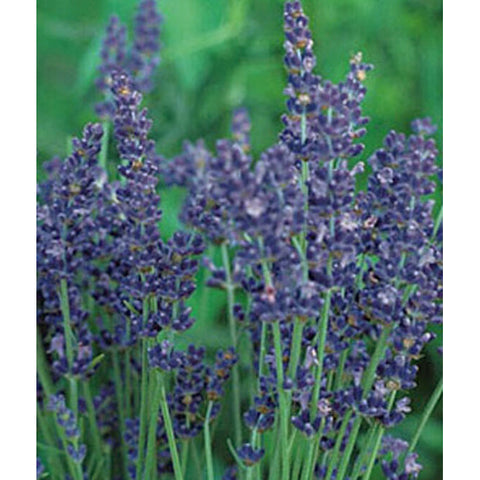 English Lavender herb