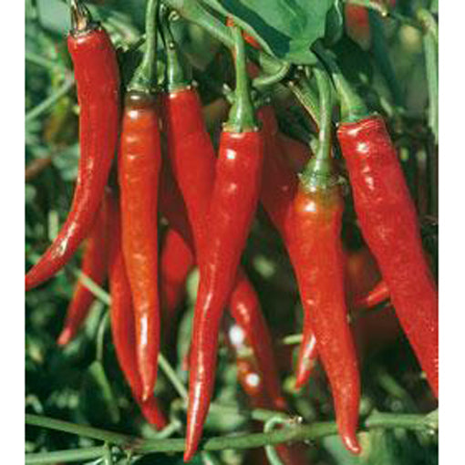 Long red cayenne peppers