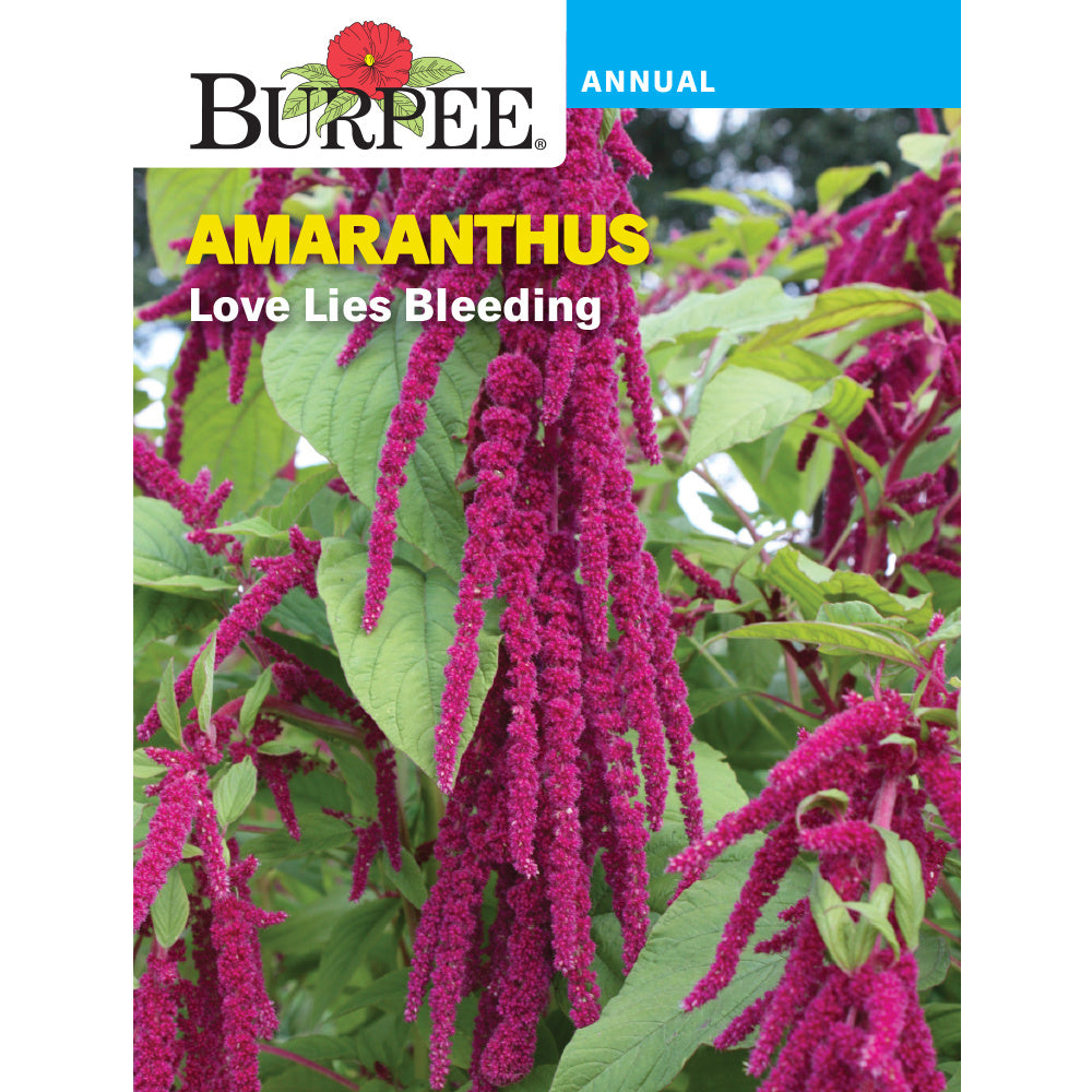 Burpee Love Lies Blending Amaranthus Seed Pack 36711 – Good's Store Online