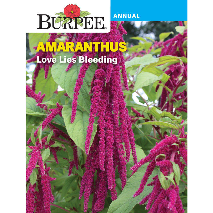 Amaranthus flowers