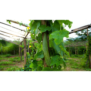 Luffa Gourds