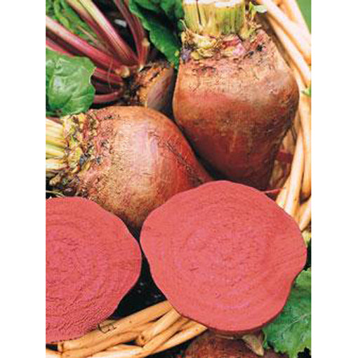 Lutz's Green Leaf beets