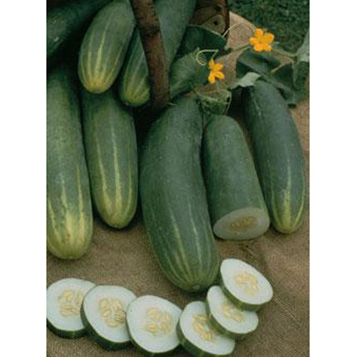 Marketmore 76 Cucumber seeds