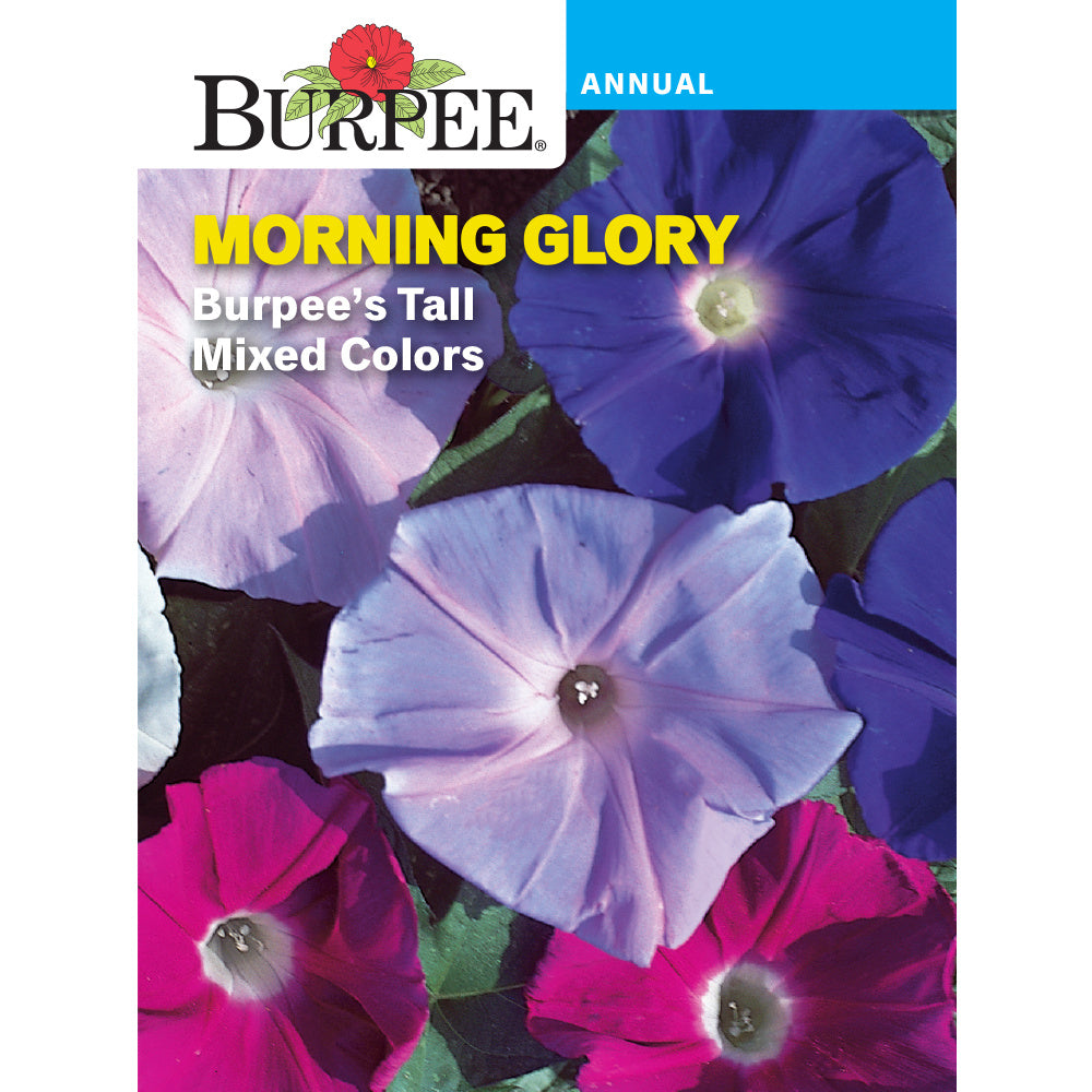 Morning Glory flower seed pack