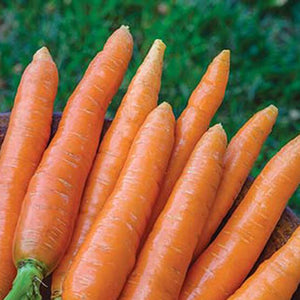 Bunch of carrots