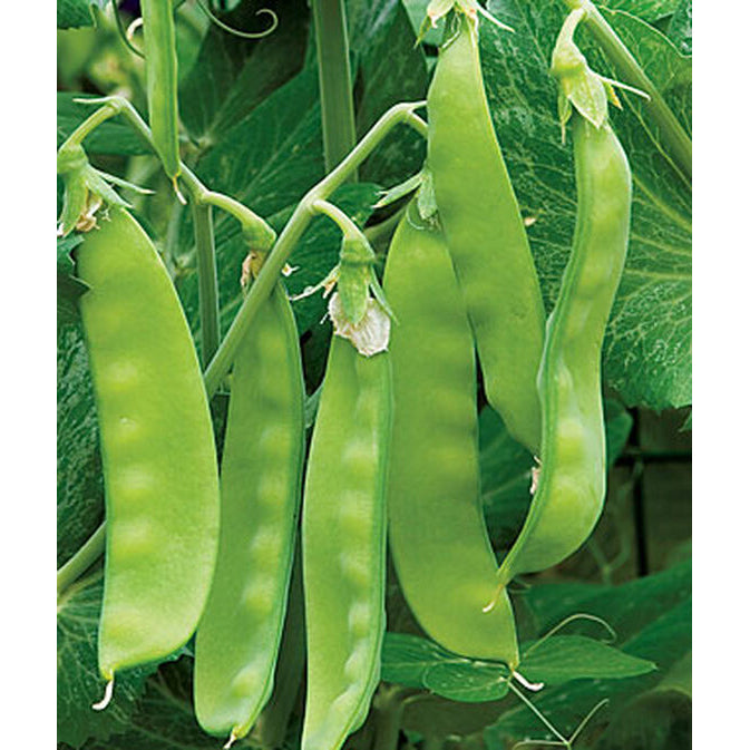 Oregon Sugar Pod II peas