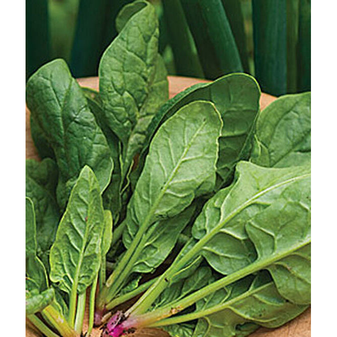 Spinach leaves