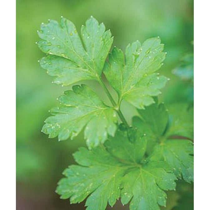 Parsley plant