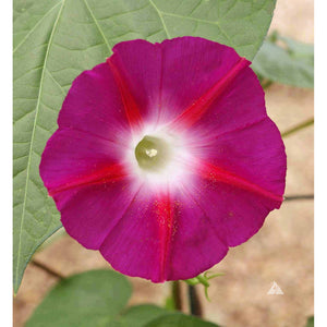 Scarlet O-Hara Morning Glory flower