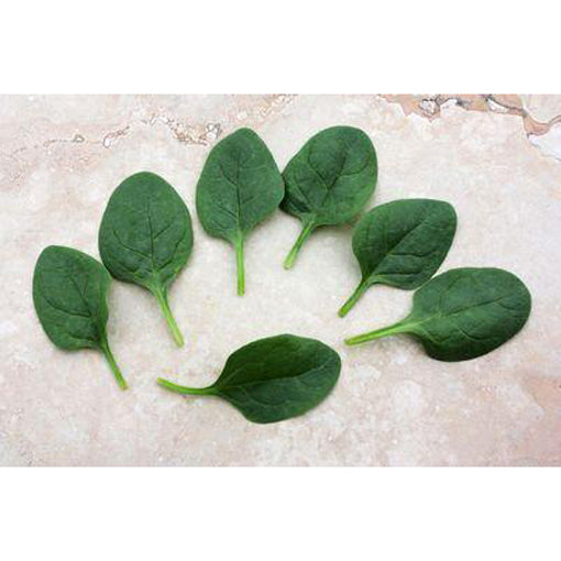 Seaside Baby Leaf Spinach