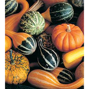 Small mixed gourds