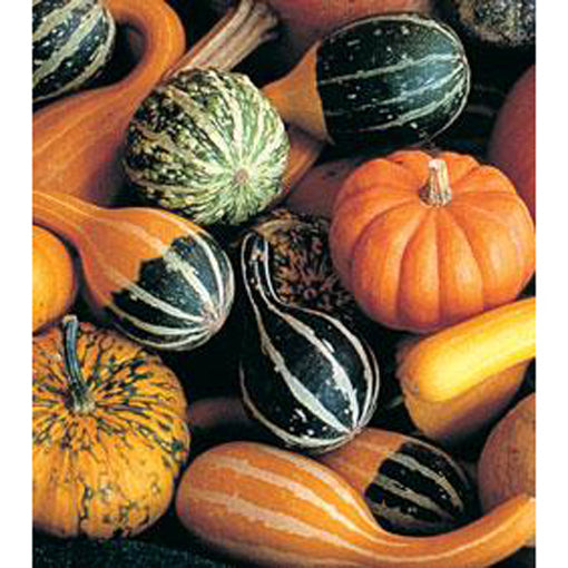Small mixed gourds