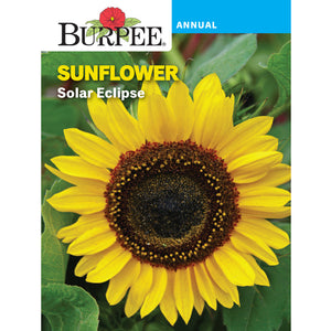 Solar Eclipse Sunflower