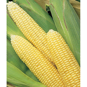 Sunglow corn