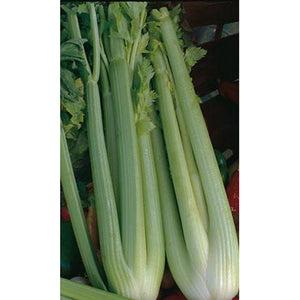 Utah celery
