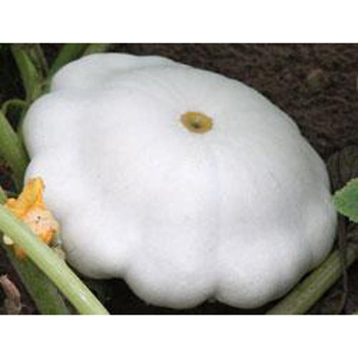 Bush squash